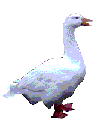 A gif of a goose